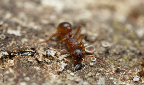 Myrmica ant feeding on sap on oak photographed with high magnification © Henrik Larsson