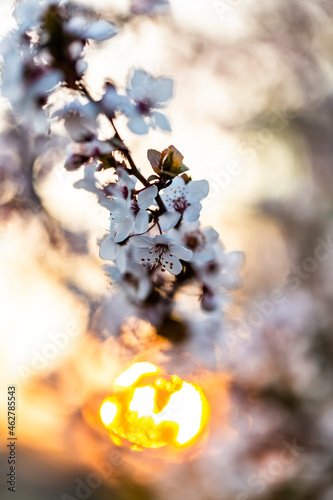 Blossoms of cherry plum at sunset photo