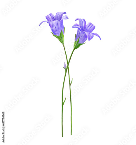 drawing bellflowers   Campanula patula   spreading bellflower isolated floral elements at white background  hand drawn illustration