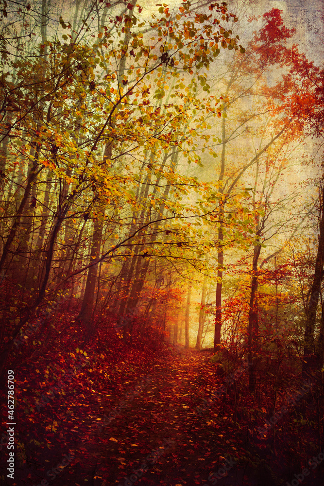 Germany, North Rhine-Westphalia, Wuppertal, Footpath in autumn forest at dusk Germany, North Rhine-Westphalia, Wuppertal, Footpath in autumn forest at dusk