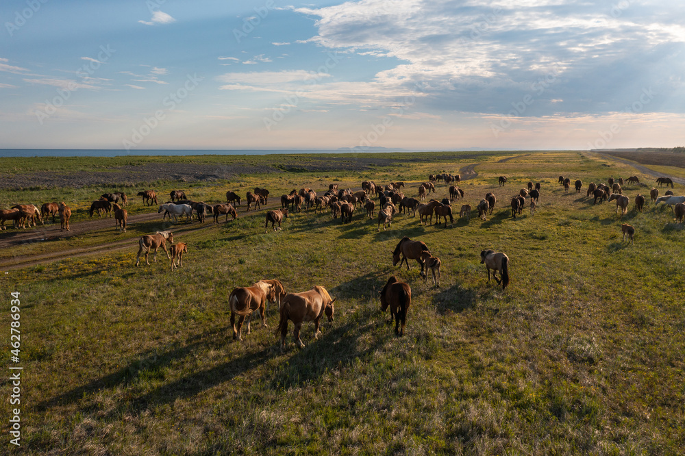 A herd of horses in the meadow. A group of stallions graze, eat grass. Summer walking of farm animals in nature. Domestic mares top view. Mammals in the wild. Daytime landscape of the tundra.