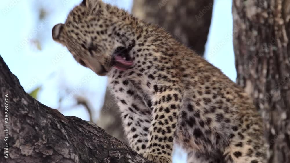 Medium closeup of a cute leopard cub grooming up in a tree, Greater Kruger. Medium closeup of a cute leopard cub grooming up in a tree, Greater Kruger.