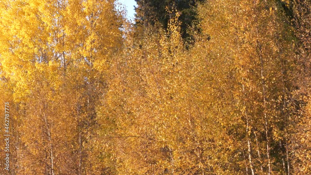 Line of colorful yellow birch trees in autumn season, panning left Line of colorful yellow birch trees in autumn season, panning left