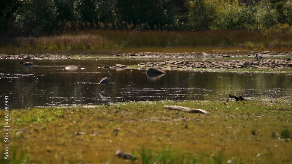 Heron Crane bird catching fish and hunting in pond slow motion 4k 30p Heron Crane bird catching fish and hunting in pond slow motion 4k 30p