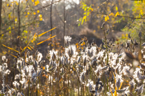 Autumn meadow © Galyna Andrushko