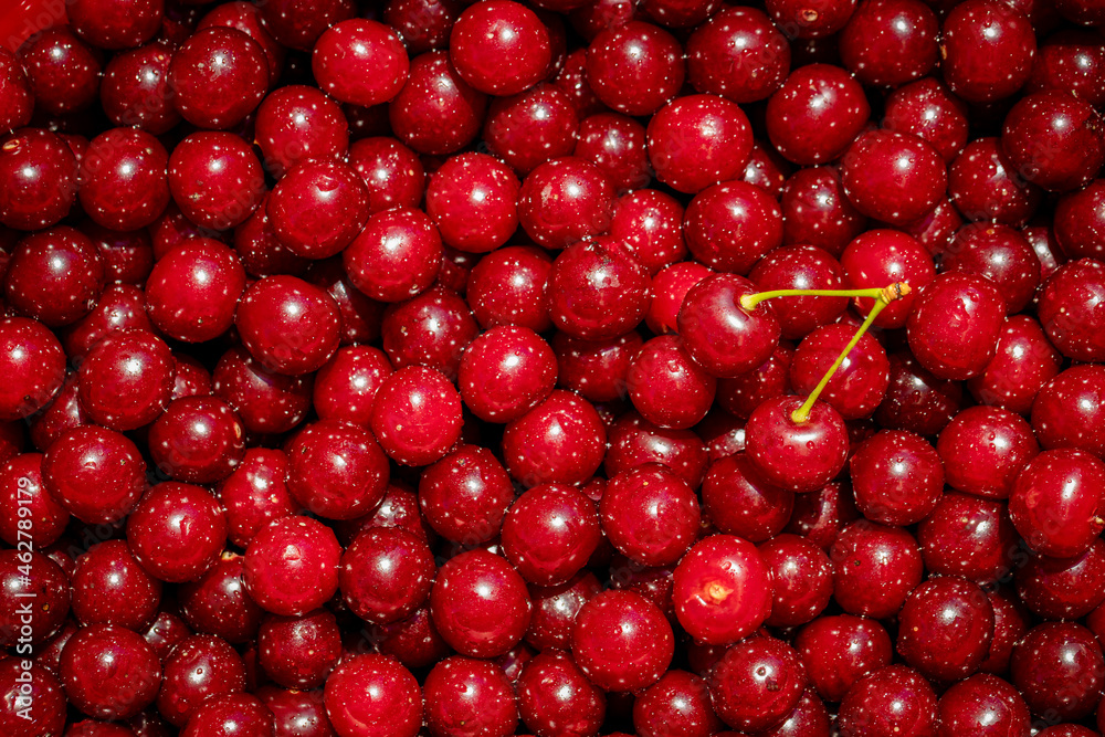 Background of ripe organic sour cherries in the sun Background of ripe organic sour cherries in the sun