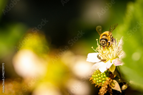 Bee on a white blackberry flower collecting pollen and nectar for the hive © photografiero