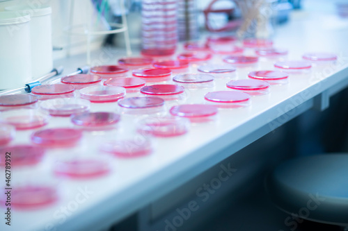 Petri dishes with growth medium in lab