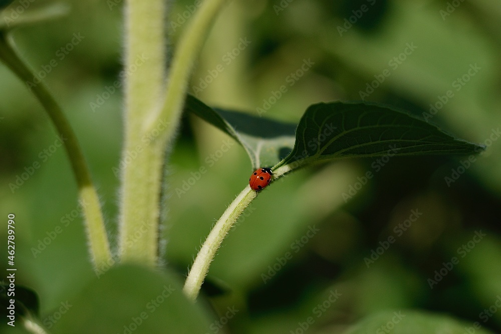 Fototapeta premium ladybug on a leaf