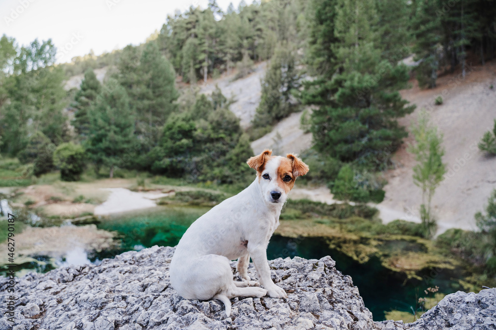 Jack Russell Terrier dog sitting on rock at lake Jack Russell Terrier dog sitting on rock at lake