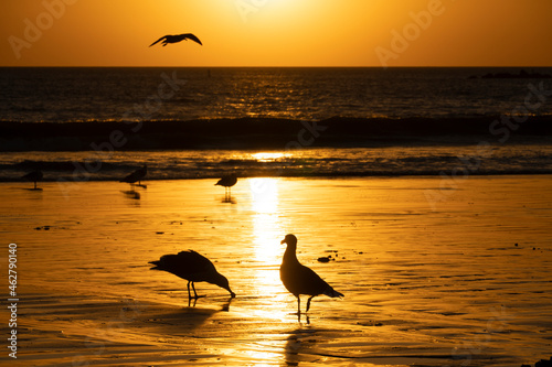 USA, California, Santa Monica, Seagulls on sandy coastal beach at sunset
