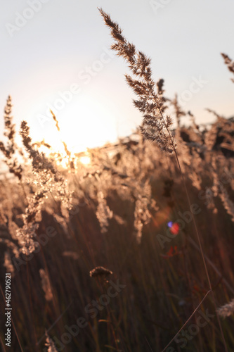 Ripe dry branches of reeds outdoors with sunbeams at sunset. Close-up of a flower on a field in an autumn day.