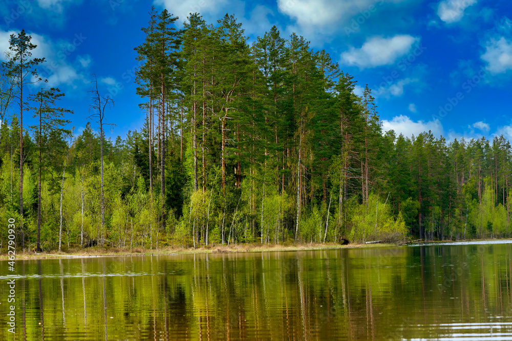 Pine trees on the shore of the lake against the background of sky with clouds Pine trees on the shore of the lake against the background of sky with clouds