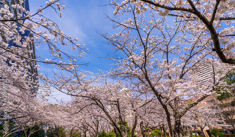 桜咲く大島小松川公園・季節の広場の風景（2021年3月）