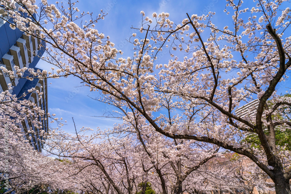 Obraz premium 桜咲く大島小松川公園・季節の広場の風景（2021年3月）