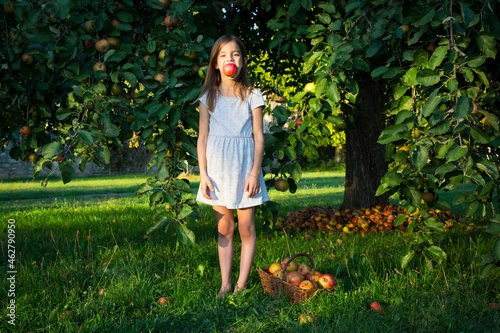 Portrait of little girl standing barefoot on a meadow with picked apple in her mouth photo
