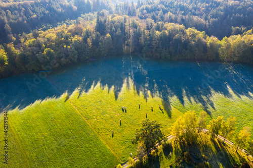 Germany, Upper Bavaria, Aerial view of cows on pasture at autumn morning photo