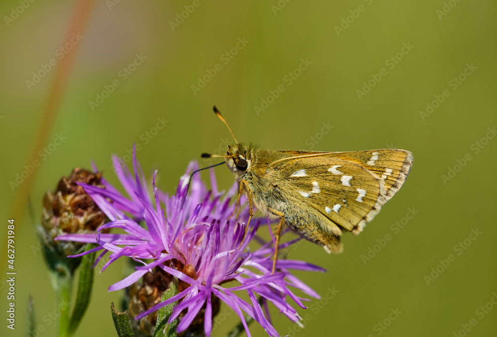 Silver-spotted skipper on purple flower head Silver-spotted skipper on purple flower head