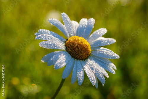 Close-up of wet white daisy blooming outdoors, Bavaria, Germany photo