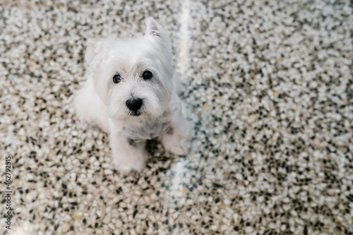 Close-up of cute west highland white terrier sitting on tiled floor in pet salon photo