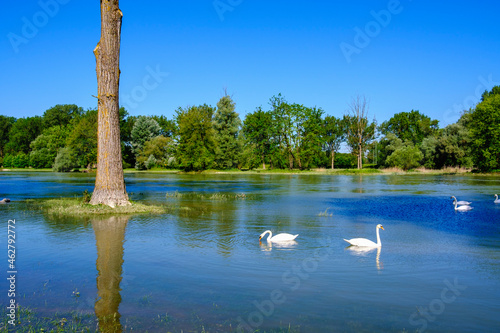 Swans swimming on Isar river, near Plattling , Lower Bavaria, Germany