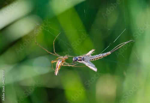 Tetragnatha extensa with dead mayfly at cobweb photo