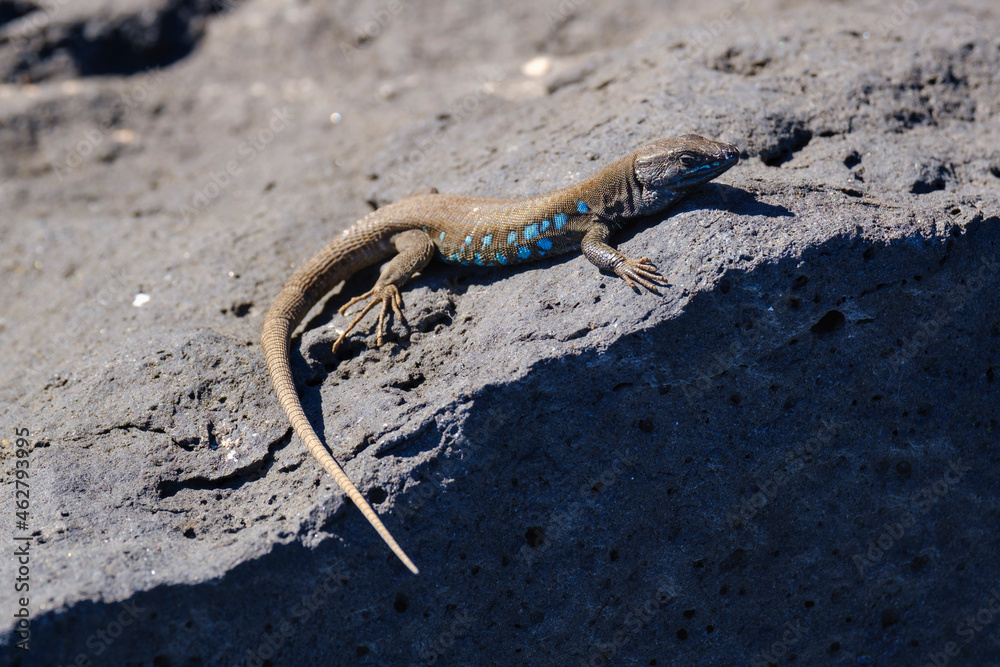 Spain, Canary Islands, Lanzarote, Atlantic lizard, Gallotia atlantica Spain, Canary Islands, Lanzarote, Atlantic lizard, Gallotia atlantica