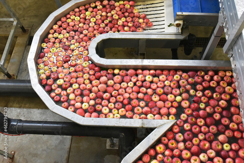 Conveyor belt with apples in water