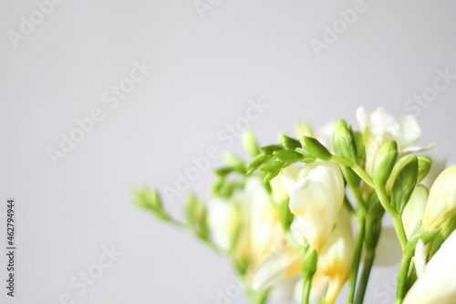 Beautiful white freesias. Bouquet of a flowers. Freesia symbolizing innocence and friendship. Spring template 