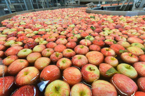 Conveyor belt with apples in water photo