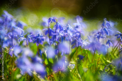 Siberian squillsÔøΩ(Scilla siberica) blooming in meadow photo