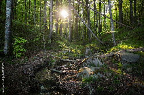 Germany, Mecklenburg-Western Pomerania, Ruegen, Jasmund National Park, Beech forest