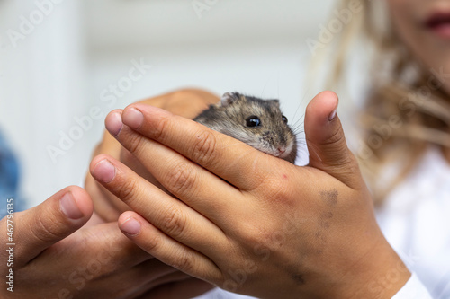 Cropped image of human hands holding hamster photo