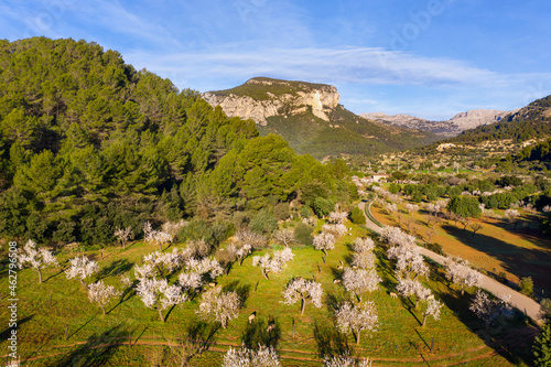 Spain, Balearic Islands, Mancor de la Vall, Aerial view of almond trees in springtime orchard of Serra de Tramuntana