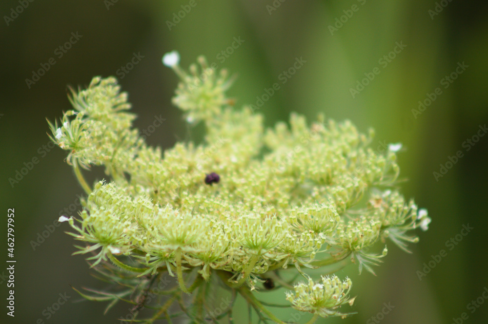 Wild carrot in bloom closeup view with green blurry background Wild carrot in bloom closeup view with green blurry background