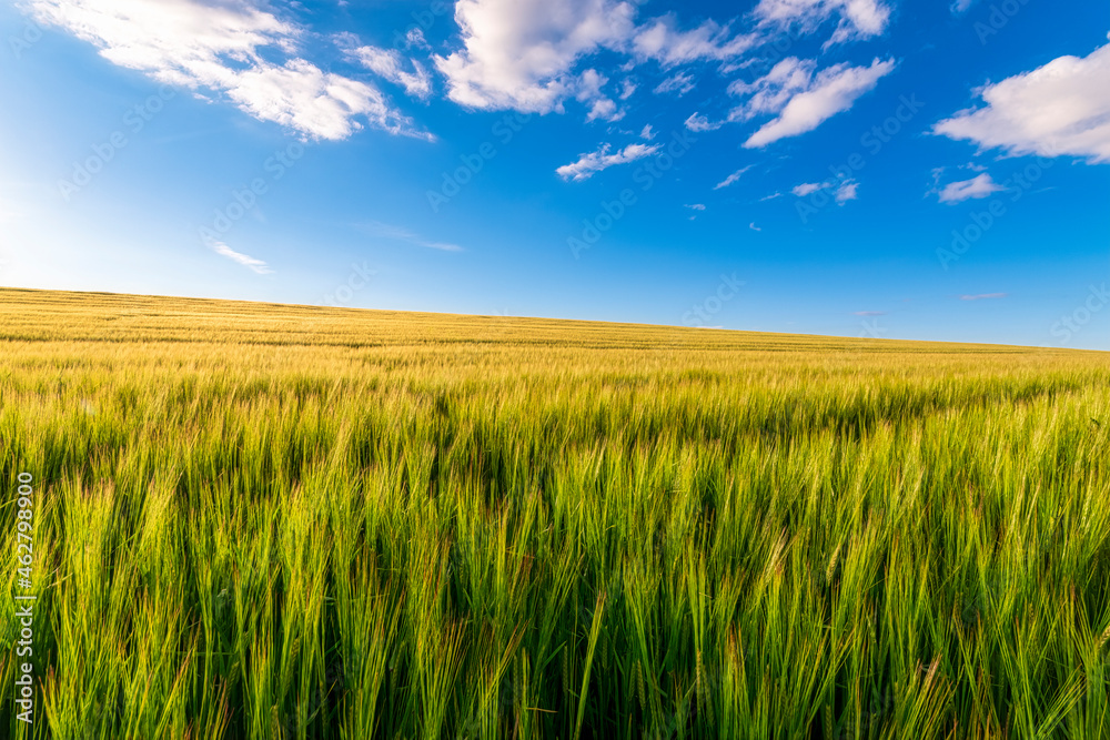 UK, Scotland, East Lothian, Field of barley (Hordeum vulgare) on sunny day UK, Scotland, East Lothian, Field of barley (Hordeum vulgare) on sunny day