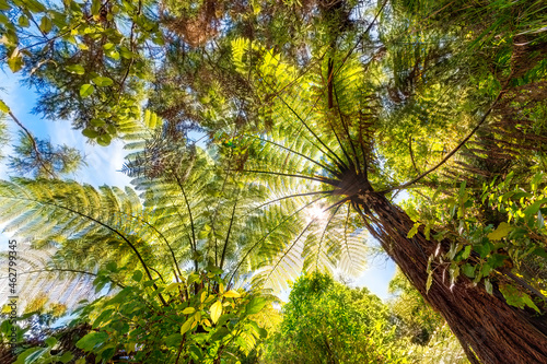 Low angle view of trees at Abel Tasman Coastal Track, South Island, New Zealand photo