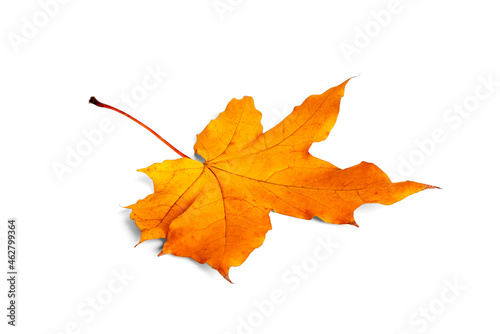 Maple leaf isolated on a white background.