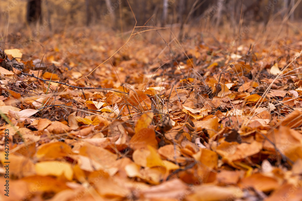 autumn leaves in the forest