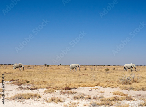 Africa, Namibia, Halali, Etosha National Park, savanna with a group of elephants walking photo