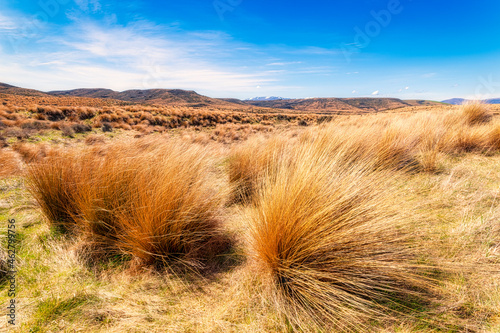 Red Tussock Conservation Area against sky in summer at South Island, New Zealand photo