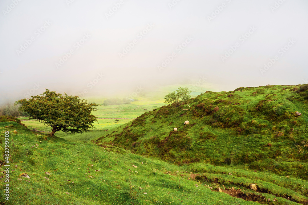Small trees growing on a hills in Irish mountains. Sheep grazing juicy green grass. Cloudy sky in the background. Rural Irish nature scene. County Sligo, Ireland. Calm and peaceful mood