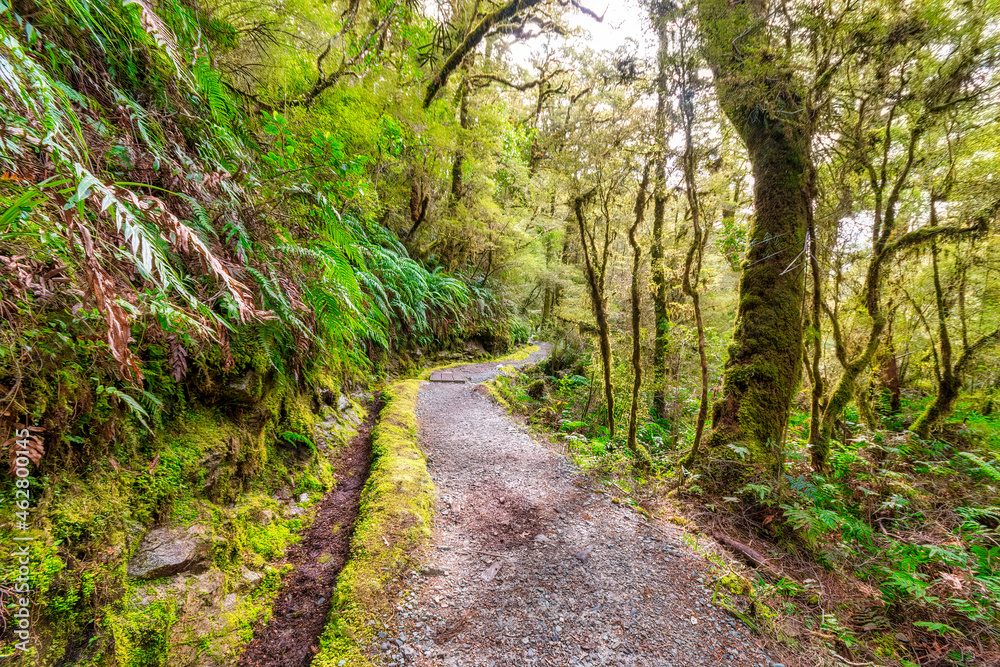 Fiordland National Park, track through rainforest, South Island, New Zealand Fiordland National Park, track through rainforest, South Island, New Zealand