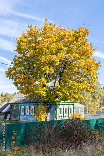 A large yellow tree near an old village house. Rural autumn landscape with an old maple tree. Bright yellow foliage on tree and ground. Sunny autumn day. Rural landscape with maples.