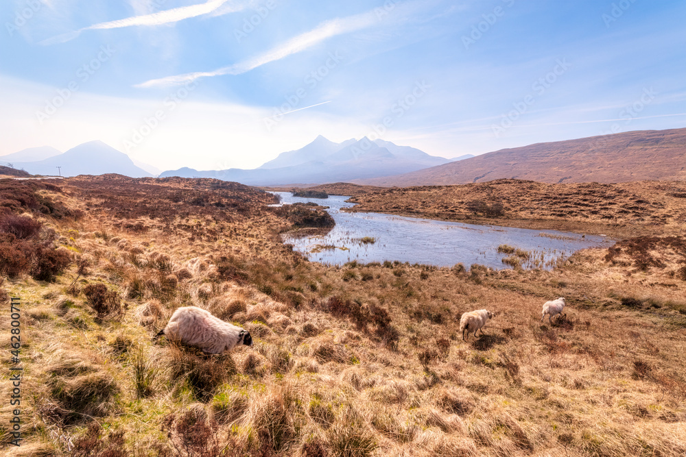 Sheep on land with Cuillin mountains in background at Isle of Skye, Highlands, Scotland, UK Sheep on land with Cuillin mountains in background at Isle of Skye, Highlands, Scotland, UK