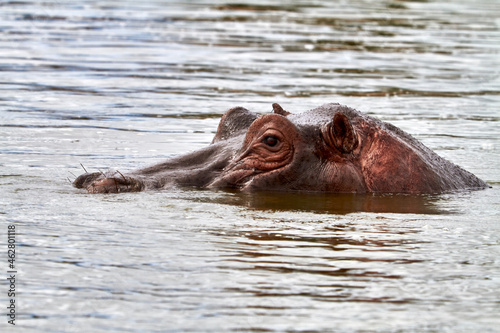 Africa, Uganda, Fort Portal, Elizabeth National Park, portrait of a hippo photo