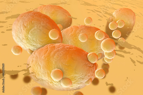 3D Rendered Illustration, visualisation of fat cells clogging together in the human body photo