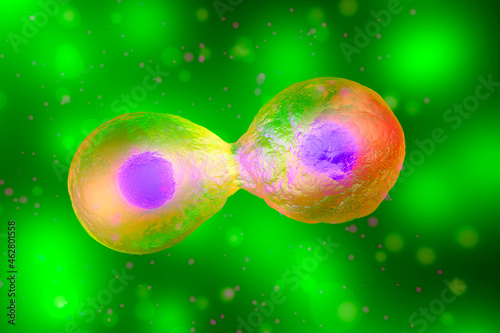 3D Rendered Illustration, cell division photo
