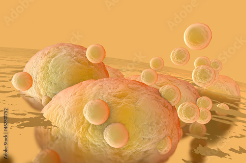 3D Rendered Illustration, visualization of Fat Cells clogging together in the human body photo