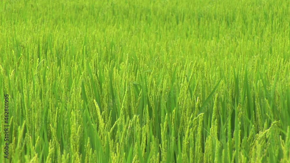 風に揺れる稲穂 風に揺れる稲穂
